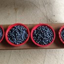 용궁농장 이미지