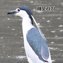 해오라기 이미지