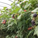 근산농장 이미지