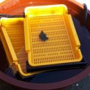 영풍농장 이미지