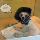 페트로동물의료원 이미지