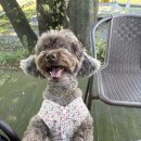 리틀포레스트 | 군산 애견까페 리틀포레스트 ㅡ 숲 놀이터·바베큐까지 가능한 애견까페 후기