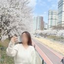 금배근린공원[호평-4] | 남양주 호평동 벚꽃 명소 2026/4/4 호만천일대 벚꽃개화상황 포토스팟 야경