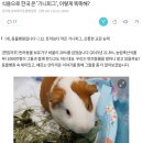 식용으로 한국 온 '기니피그', 이렇게 똑똑해? 이미지