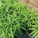 천지원 농장 이미지