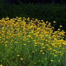 다이어즈캐모마일(Dyer's Chemomile) 이미지