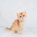 천안 고양이분양 도로시펫 이미지