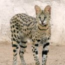 개냥이 세계 이미지