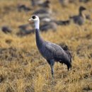 두루미로 이미지