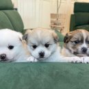 더 귀엽개 이미지