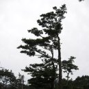 방아섬 Daum카페