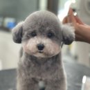 (주)한국반려동물아카데미 네이버블로그