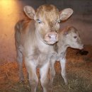 우리집 한우 이미지