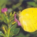 나비의꿈 이미지