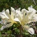 사화로-3 이미지