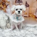 솜사탕 애견미용실 이미지