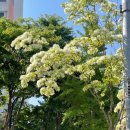 중앙로88번길 | 낭만 가득 춘천1박2일 뚜벅이여행 ༘⋆🌷🫧💭₊˚ˑ