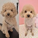 개순이 살롱 이미지