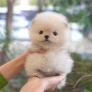 울산 제이앤독 애견샵 | 울산온양읍애견샵 미유펫 편하게