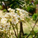 마가목민박 이미지