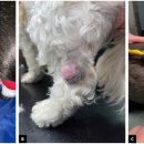 에스동물암센터 이미지