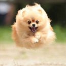 누렁이야식 이미지