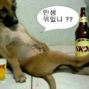 있슈 이미지