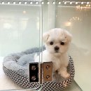 프리미엄캔넬 이미지