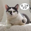지에스(GS25) 동대문배봉 | [밥집 추천] 동대문구청 혼밥러