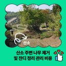 충북산소 | 산소 주변 나무 제거 및 잔디 정리 관리 비용