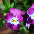 삼성새로이치과병원 이미지