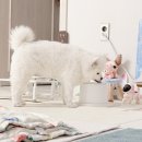 못된 강아지 | 강아지 물그릇 아이스팩 시원한 애견 식기 프로시온 3년째