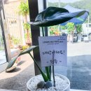 용화산가는길&수니카페