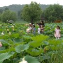 피어나공주