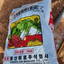 직산농협 농산물산지유통센터 | 743일차 감자심기