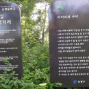 참나무 숲길 이미지