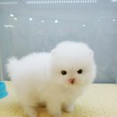 개네가 고양이네 이미지