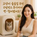 강릉 숨숨집 | 고양이 숨숨집 추천! 리빙박스 후기까지~