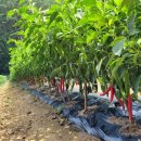 찬들농장 이미지