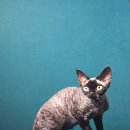 캣터링 | 2024-2025 Korea Award 7th Best Cat 웨이블리 달곰