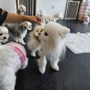 힐링힐링 반려견 교육 유치원 이미지