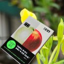 듀이영어학원 | 한국소설, 성해나 소설집 혼모노 리뷰