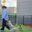 원주동물병원 이미지