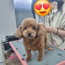 자연애견미용실 이미지