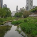 마전교 - 정선군 | 마전교