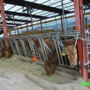 축사농장 이미지