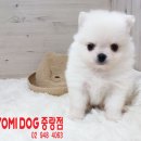 화이트포메라니안 이미지