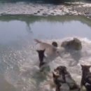 가학농장 이미지