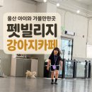 펫빌리지 | 울산 아이와 가볼만한곳｜성남동 강아지카페 펫빌리지 7살 아이 후기