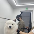 로운이네 살롱 | 부산 사직동애견미용, 대형견목욕 &#39;로운이네살롱&#39; 후기 !!